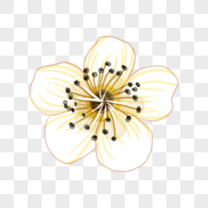 淡黄色花朵图片