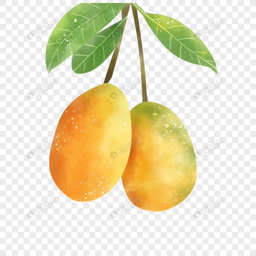植物彩色水果芒果水彩画艺术图片