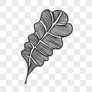 黑白线条纹理雕刻风格植物叶子图片