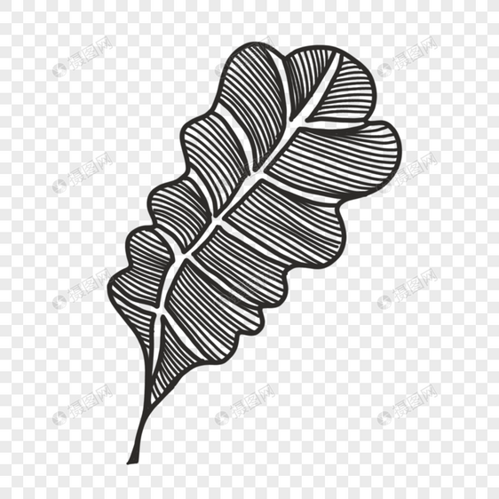 黑白线条纹理雕刻风格植物叶子图片