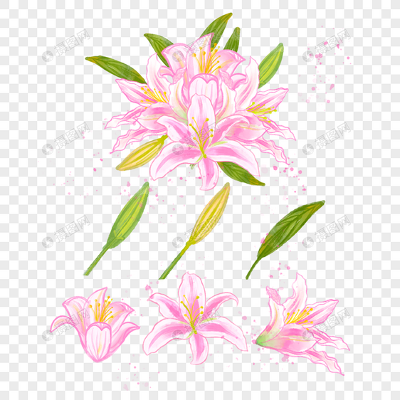 粉色的百合花香气味水彩花卉图片