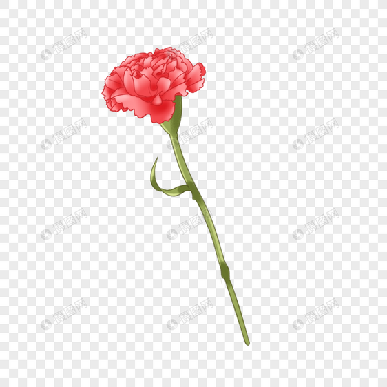 一枝红色的康乃馨花图片