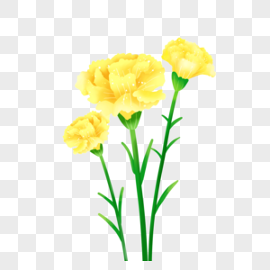 黄色三朵康乃馨花束图片