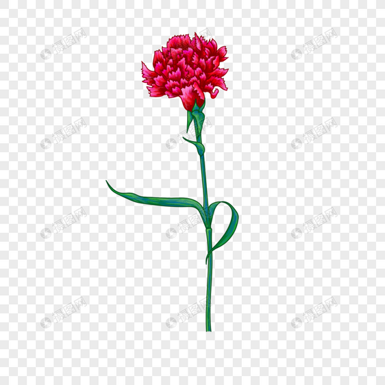 红色美丽康乃馨花朵图片