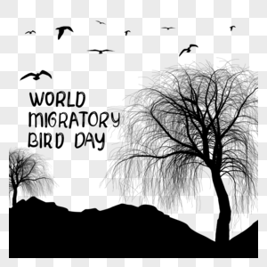 世界候鸟日垂下的柳枝和飞鸟图片