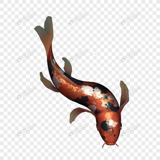 红黑斑纹游动的锦鲤图片