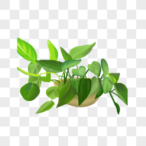 绿色宽叶片立体盆栽图片