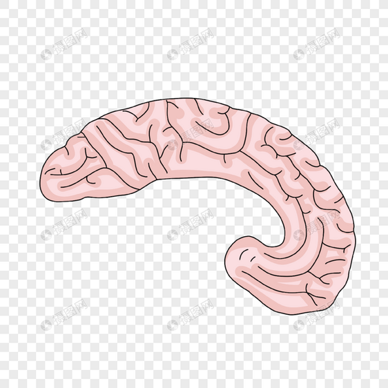 神经病学人类大脑侧面切面插画图片