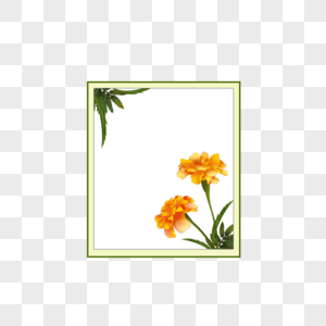 黄色万寿菊画框边框图片