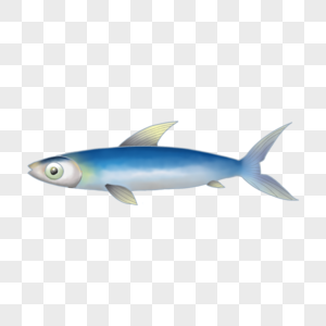 沙丁鱼圆鲱鱼海底生物插画高清图片