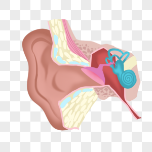 人耳解剖医学彩色插图图片
