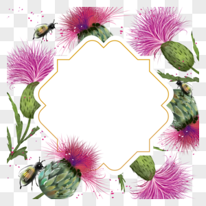 蓟花卉水彩粉色自然植物边框图片