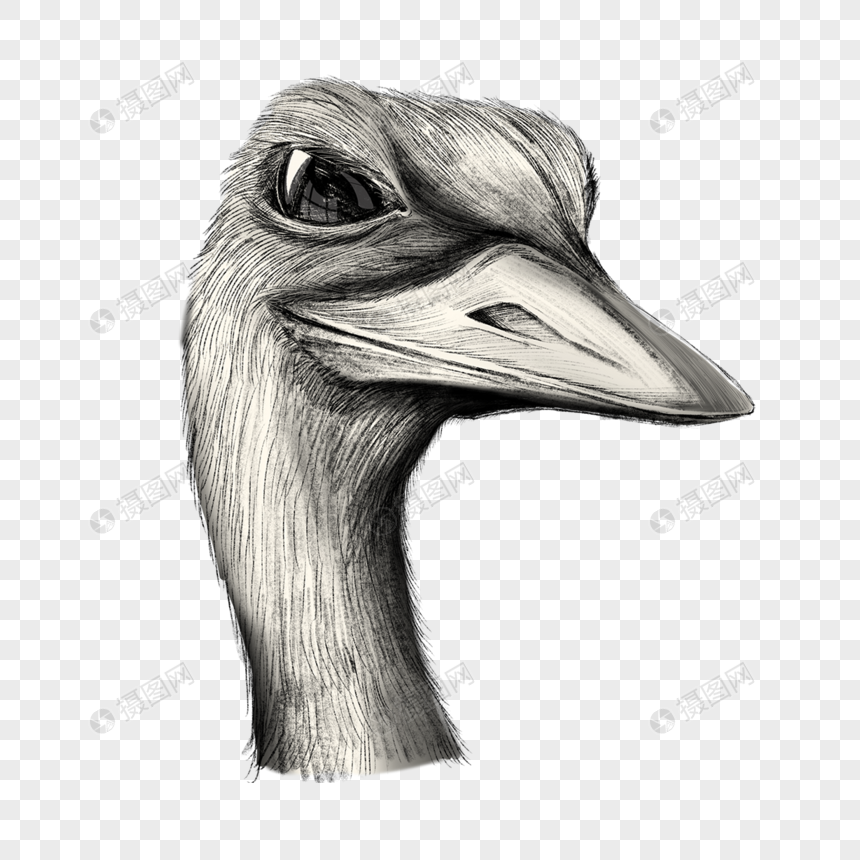鸵鸟鸵鸟头大眼睛动物图片