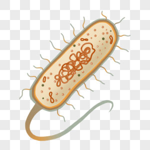 细菌结构横截面平面图片