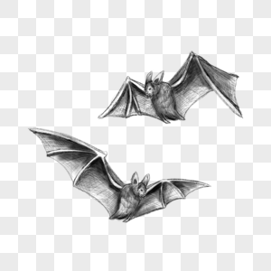 蝙蝠素描动物线条图片