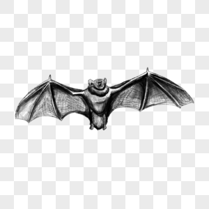 蝙蝠素描短耳复古图片