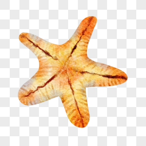 海星钳棘目黄色海洋生物图片图片