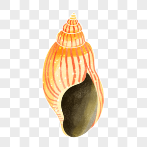 花瓶凤凰螺海螺黄色条纹图片图片