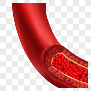 人体红色血管医学插图图片