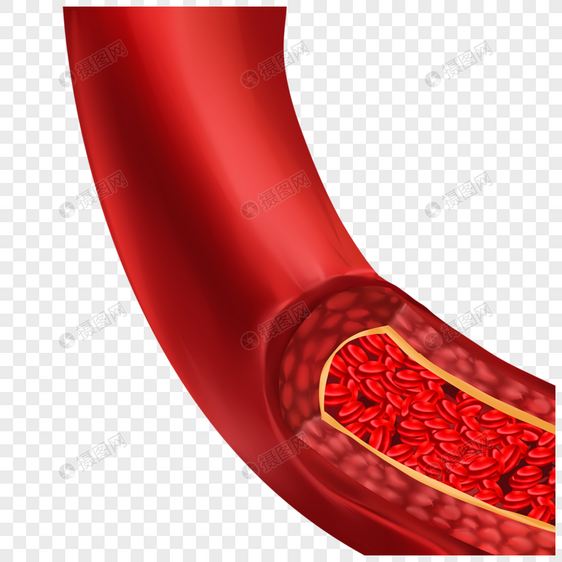 人体红色血管医学插图图片