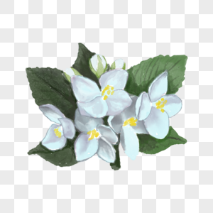 茉莉花水彩白色植物高清图片