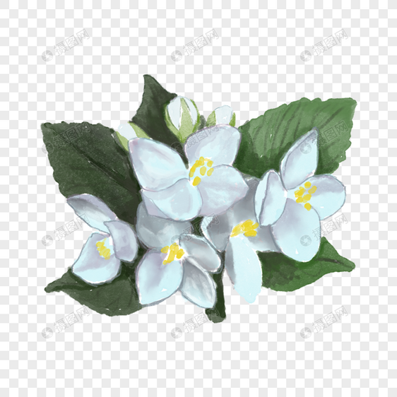 茉莉花水彩白色植物图片