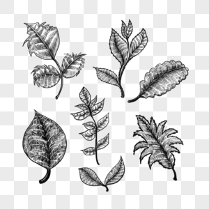 黑白雕刻线条植物树叶图片