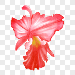 透亮粉色水彩巴西国花卡特兰图片