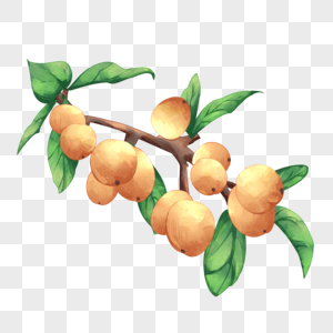 水彩风格的水果植物果实枇杷图片