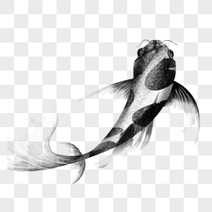 水中游动的水墨锦鲤图片