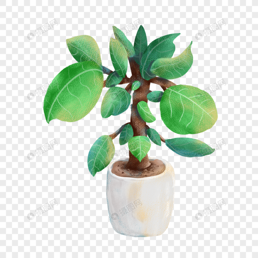 绿色阔叶室内植物盆栽元素素材下载 正版素材 摄图网 绿色阔叶室内植物盆栽元素素材下载 正版素材 摄图网