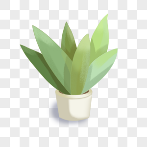 绿色阔叶植物立体盆栽图片