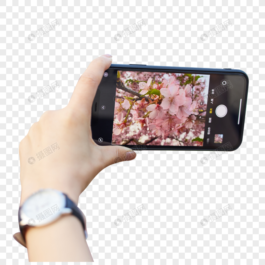 使用手机拍摄樱花特写图片