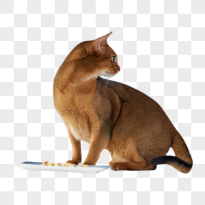 可爱猫咪吃小零食高清图片