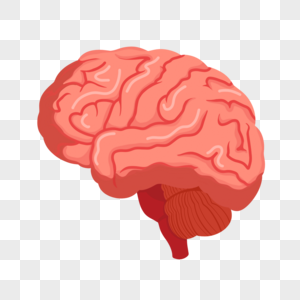大脑中枢神经高清图片