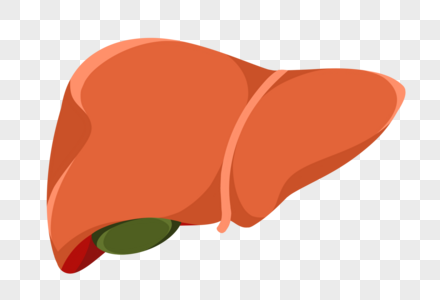 肝脏图片