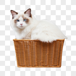 坐在篮子里的宠物猫图片