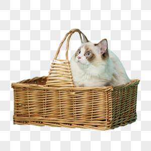坐在篮子里的宠物猫高清图片
