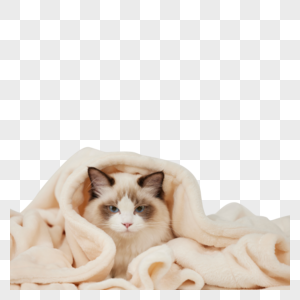 钻进被子里的布偶猫高清图片