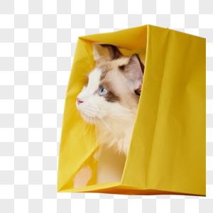 钻进纸袋子里的布偶猫图片