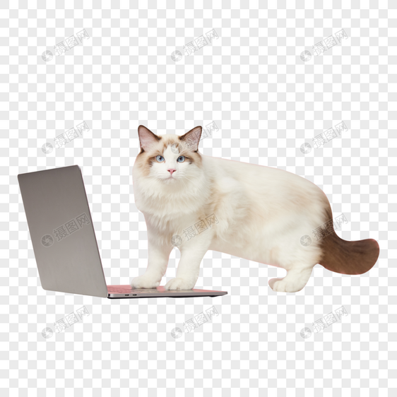 踩在笔记本电脑上的布偶猫图片