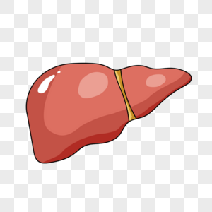 肝脏卡通器官高清图片