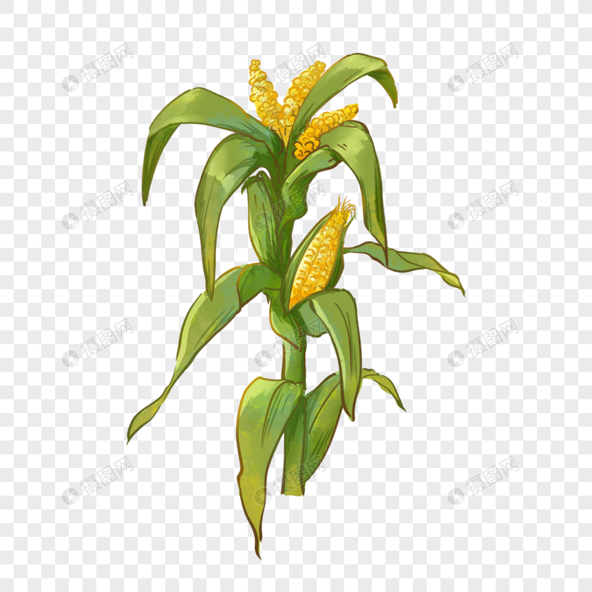 玉米包谷苞谷图片