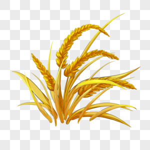 小麦麦子麦田图片