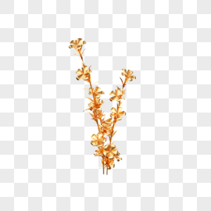 C4D金色花朵植物图片