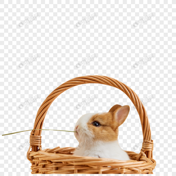 可爱兔子吃干草图片
