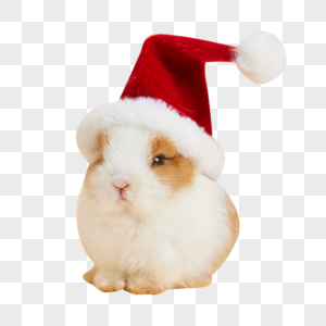 可爱小兔子带圣诞帽图片