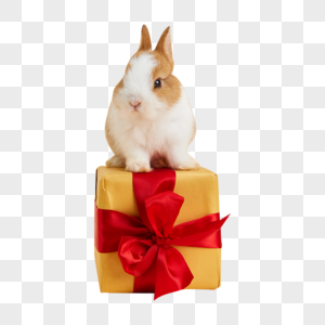 站在礼物盒上的小兔子图片