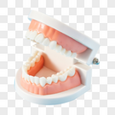 牙龈牙齿口腔模型图片