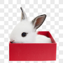礼物盒里的小兔子图片